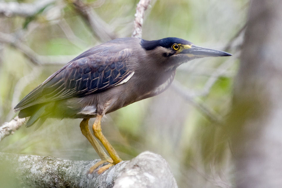 Striated Heron (Butorides striatus)